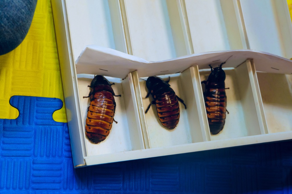 Brown-banded Cockroach (Supella longipalpa)