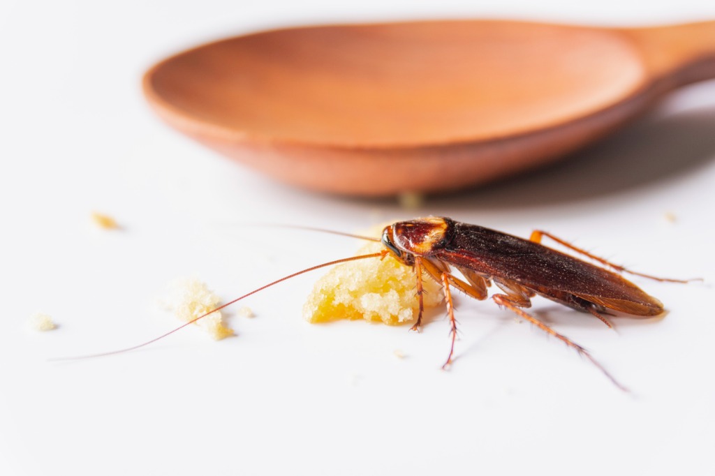 Cockroach Behavior and Habits 