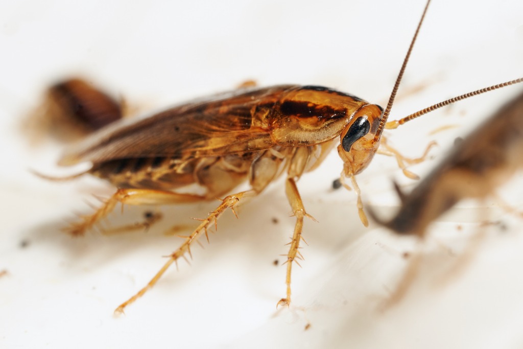 Cockroach Feces