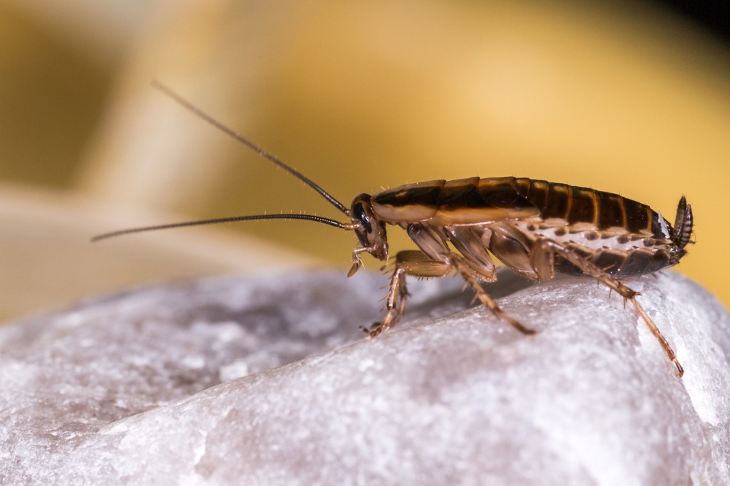 German Cockroach (Blattella germanica) 