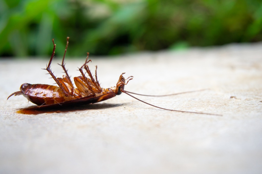 How do cockroaches reproduce