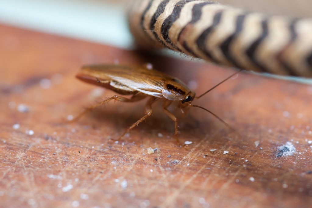 How long do commercial cockroach repellents last