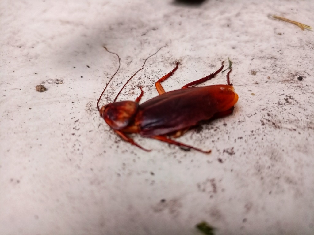 The Role of Cockroaches in Ecosystems